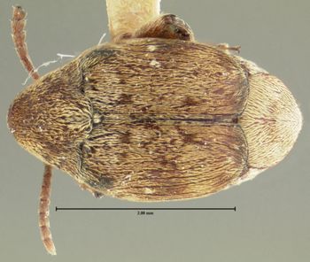 Media type: image;   Entomology 8205 Aspect: habitus dorsal view